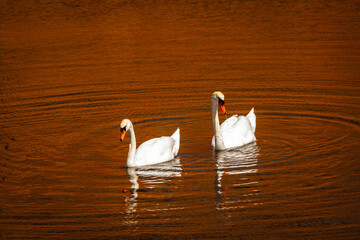 Mute Swans swimming in same direction making ripples in water - obrazy, fototapety, plakaty