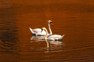White mute swans with long necks facing opposite water with red reflection