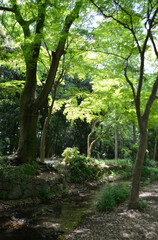 Fototapeta na wymiar 下鴨神社　糺の森の瀬見の小川　京都市左京区