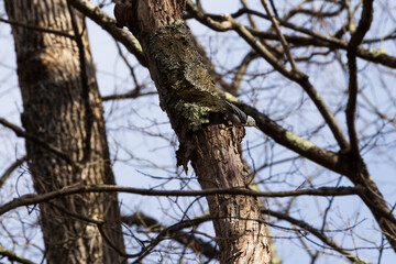 Obraz premium White-Breasted Nuthatch perched
