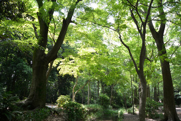 下鴨神社　糺の森　京都市左京区