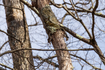 Obraz premium White-breasted nuthatch in tree