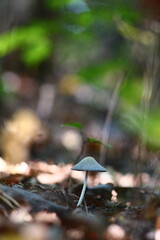 mushroom in the forest