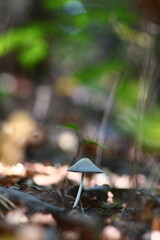 mushroom in the forest