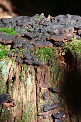 moss on tree