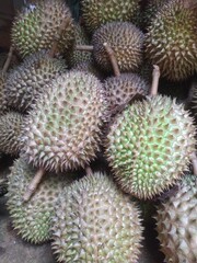 Naklejka na ściany i meble durian fruit