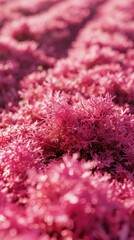 A close up of a field of pink flowers. Generative AI.
