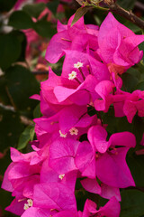 Fuchsia veranera flowers in a garden on a summer day 