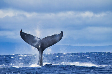Massive humpback whale tail seen during a whale watch near Lahaina on Maui.