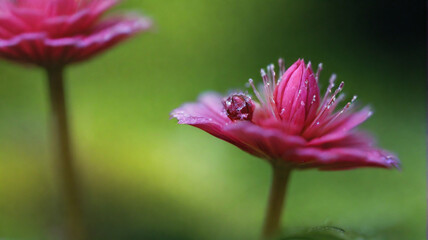 Closeup macro image of a pink flower
