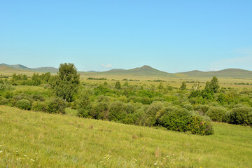 Dense thickets of bushes on the edge of a huge steppe at the foot of high mountains on a sunny summer day.
