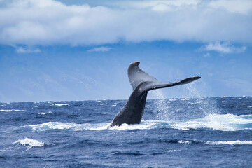 Humpback whale slapping its tail on the ocen surface on Maui.