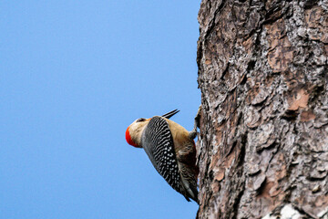 golden-fronted woodpecker on a tree