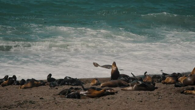 Basking Colony Of Sea Lions In Peninsula Valdes, Patagonia, Argentina. Static Shot
