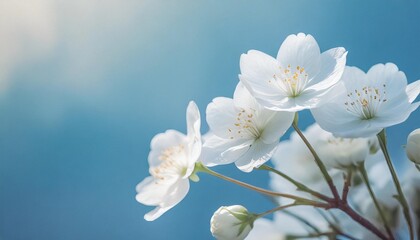 White flowers with a light blue blured background with space for text use