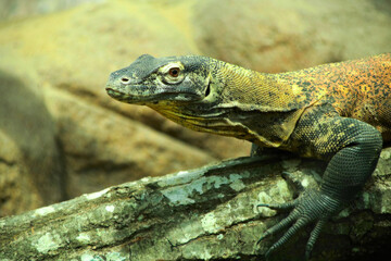Komodo Dragon