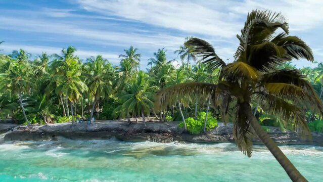 palm trees on the beach seamless looping 4k animation video background