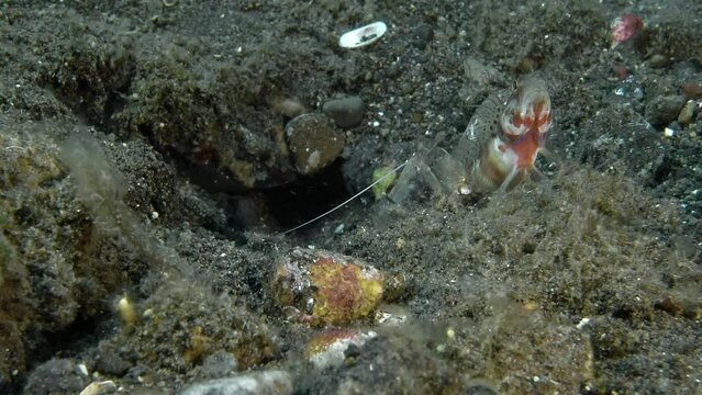Goby Fish Images – Browse 8,260 Stock Photos, Vectors, and Video ...