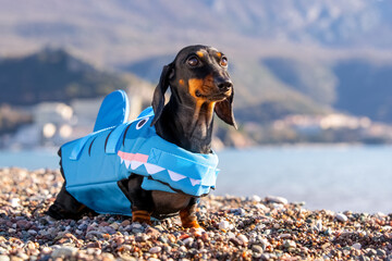 Well-groomed dachshund dog in blue life jacket stands on beach against backdrop of mountains, proudly looking into distance Puppy is training at sea, water sport, safe swim strengthening spine, health