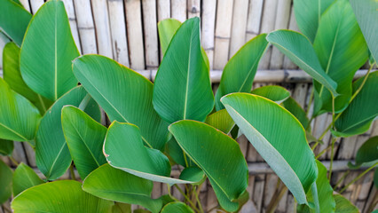 Calathea lutea on bamboo background, also known as Cigar Calathea or Cuban Cigar, is a popular,	
