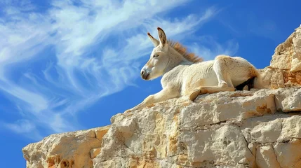 Tuinposter Tranquil and serene moment  a charming donkey peacefully resting under a vivid blue sky © Ilja
