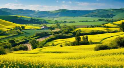 Spring rapeseed yellow blooming fields panoramic view, blue sky with clouds in sunlight. Natural seasonal, good weather, climate, eco, farming, countryside beauty concept