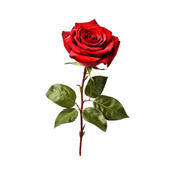 Single beautiful red rose isolated on transparent background. PNG Generative AI