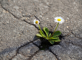 Daisy flower growing from cracked asphalt