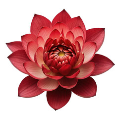 Beautiful lotus flower on transparent background png Generative AI