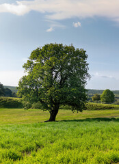 Fototapeta na wymiar beautiful tree in the middle of a green pasture landscape