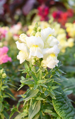 white stock flower in garden closeup shot,  Matthiola incana flower, stock flowers, cut flowers in nursery, Stock of flowers, Flower of Stock