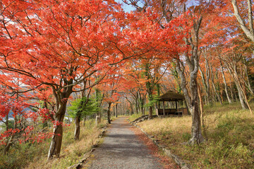 晩秋の紅葉の箱根 桃源台の風景 ( Scenery of Hakone Togendai with autumn leaves in late autumn )