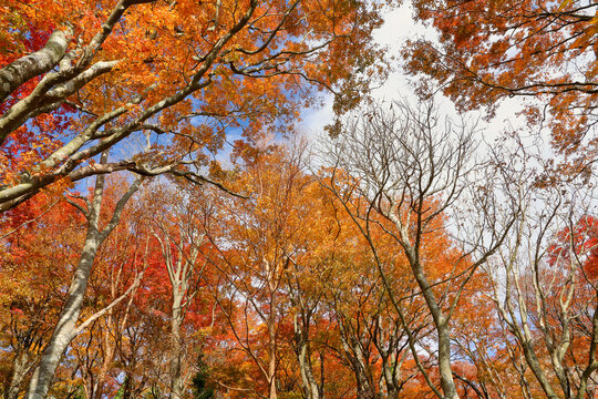 晩秋の紅葉の箱根 桃源台の風景 ( Scenery of Hakone Togendai with autumn leaves in late autumn )