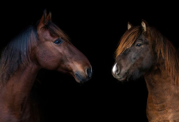 Black shot of two bay brown horses, one of them is an icelandic horse in front of black background - obrazy, fototapety, plakaty