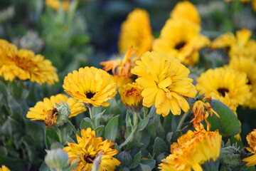 yellow Calendula officinalis flower in garden, Pot Marigold, Ruddles, Mary's gold or Scotch marigold is a flowering plant in the daisy family Asteraceae, Calendula flower closeup