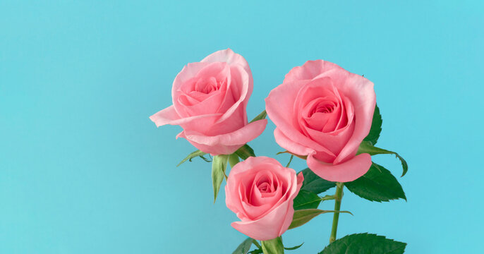 A pink rose and light blue background. ピンク色のバラと水色の背景