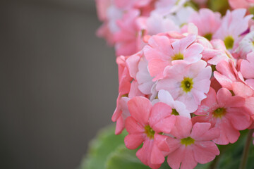 Pink Geranium flowers. Sunlight. Beautiful little flower of Geranium, Beautiful geranium in the...