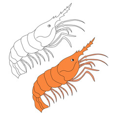 Obraz premium Sea Animal Clipart. Shrimp Clipart Set. Colorful and Outline Shrimps