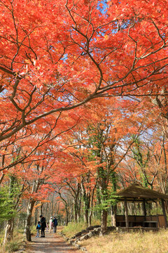 晩秋の紅葉の箱根 桃源台の風景 ( Scenery of Hakone Togendai with autumn leaves in late autumn )