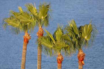 Tall palm trees by the ocean. Beach summer vacation concept.