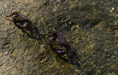 Pachygrapsus marmoratus is a species crab, sometimes called the marbled rock crab or marbled crab. Black Sea. Crab in the stones.
