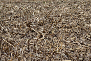 View of corn stovers which consists of the leaves, stalks, and cobs of maize. plants left in a field after harvest. 