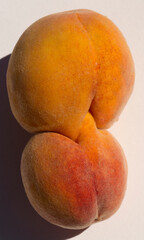 Two glued peach fruits. Siamese twins. A fruit anomaly.