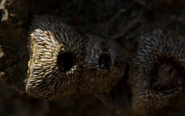 Tetraclita squamosa - Thatched barnacle. Balanus (Balanomorpha) is a genus of barnacles in the...