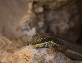 Trachylepis quinquetaeniata scharica - Five-lined mabuya, rainbow skink. Female. Fauna of the Sinai Peninsula.