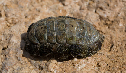 Acanthopleura haddoni, tropical species of chiton. The fauna of the Red Sea. A marine molluscs on a rock.