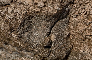 Fossil corals of the Red Sea. Ancient creatures, turned into stone. Reef corals.
