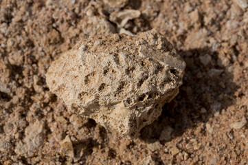 Fossil corals of the Red Sea. Ancient creatures, turned into stone. Reef corals.
