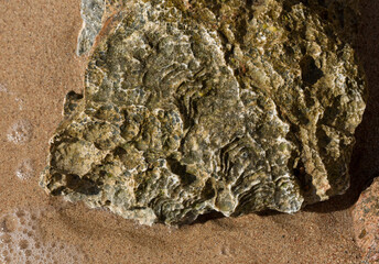 Fossil corals of the Red Sea. Ancient creatures, turned into stone. Reef corals.