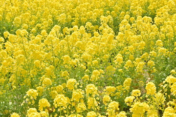 菜の花畑-神戸総合運動場-2024年3月16日撮影